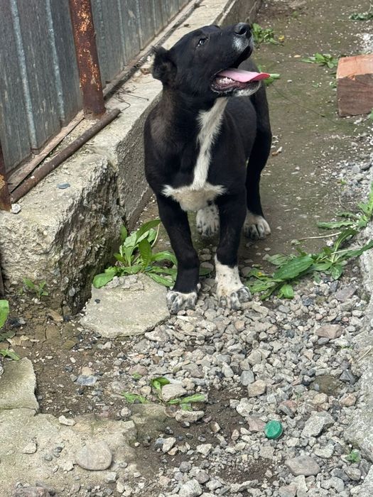 Продам  девочку алабай