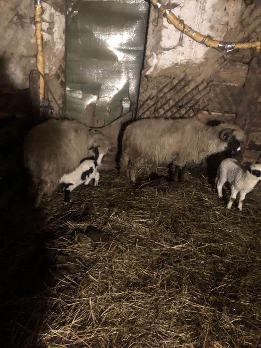 Vând 10 oi petrosani breze