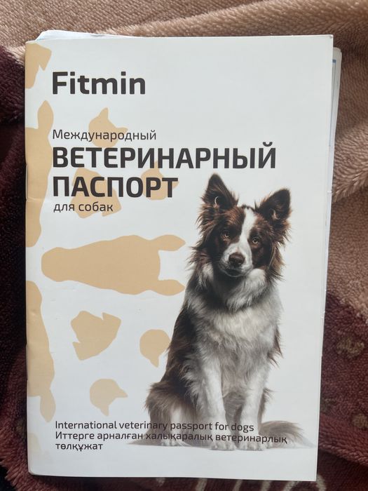 Вязка Немецкий цверг шпиц Кобель