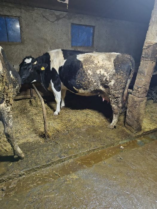 Vaca gestanta tanara