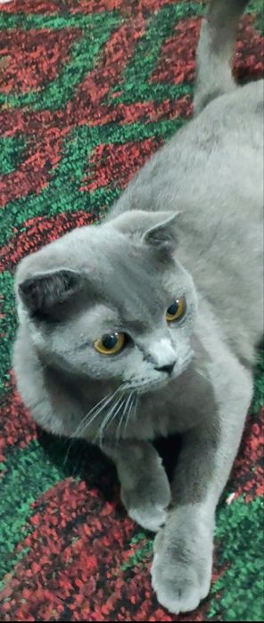 Продаётся кошечка скоттиш фолд