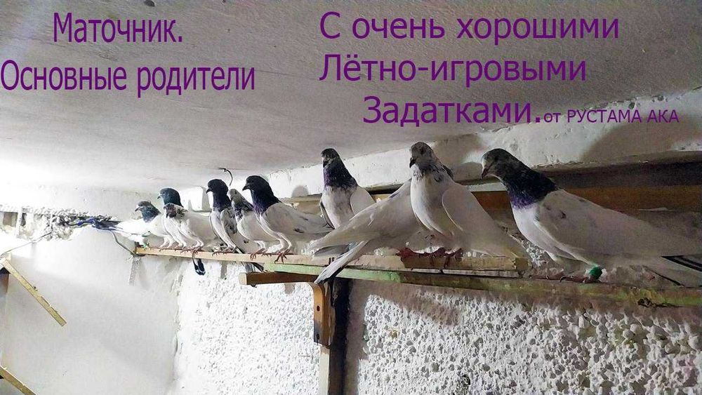 ВЫСОКО-лётных, игровых ИНДОПАКИСТАНСКИХ пискунов. молодых и взрослых.