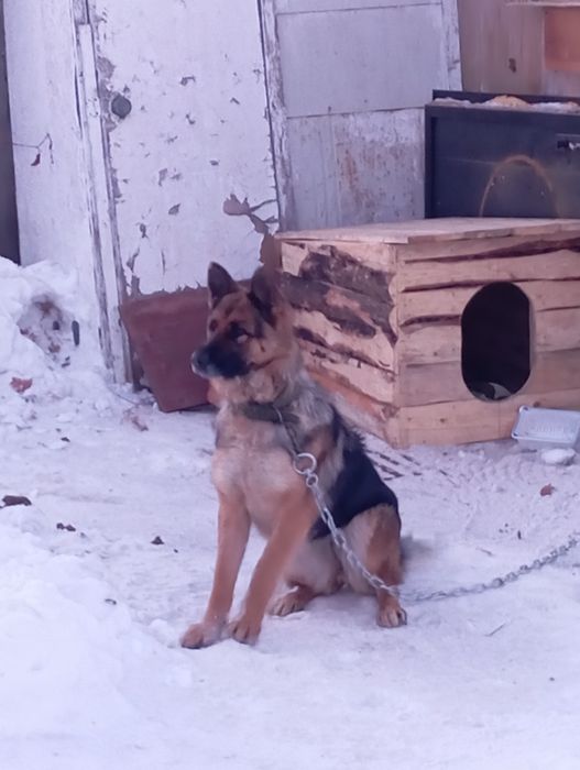 Продам щенят Немецкой Овчарки