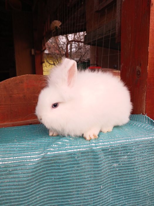 Iepurași Cap de leu pui la 1 lună