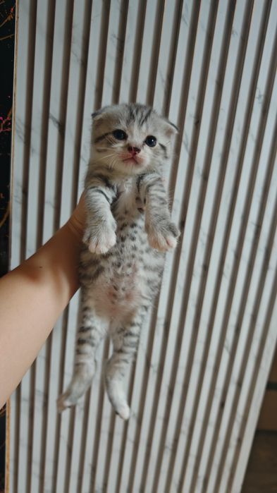 Продам милого котёнка