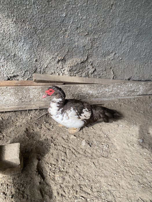 Продам индоуток