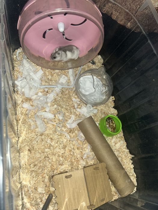 хомяк 3 месяца со всем необходимым.