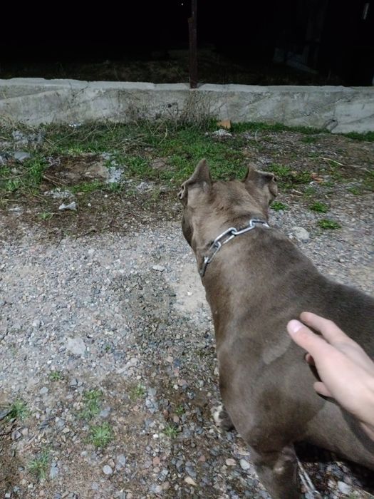 Жуп  жуас ит негы