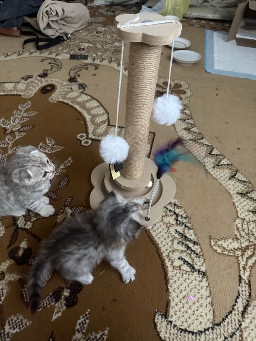 Шотландские котята