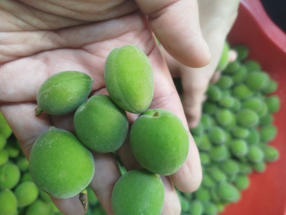 Куксултон равоч довча