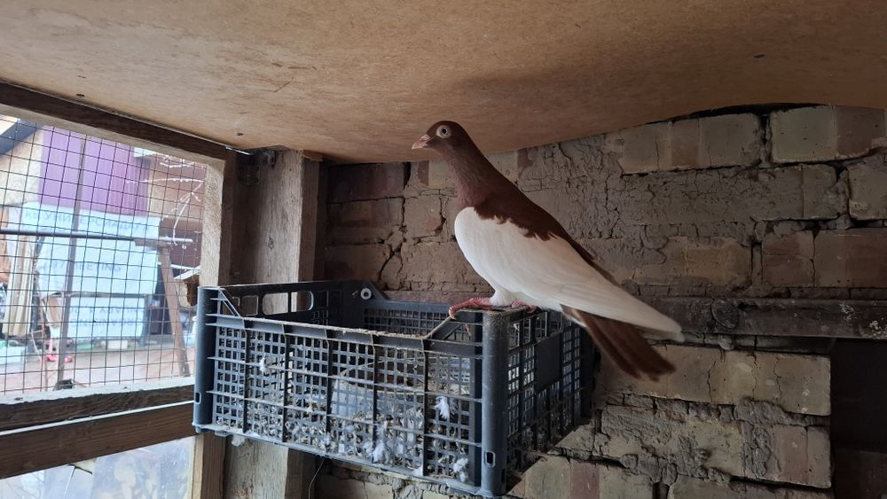 Голуби камышинские