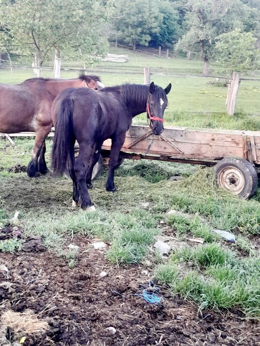 Vand mânză,de una an e cuinte,plnada detali la telefo..........