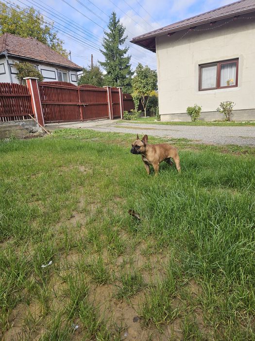 Bulldog Francez Mascul pedigree FCI