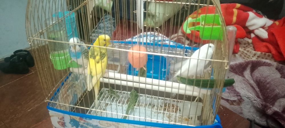 Продаю попугай хороший