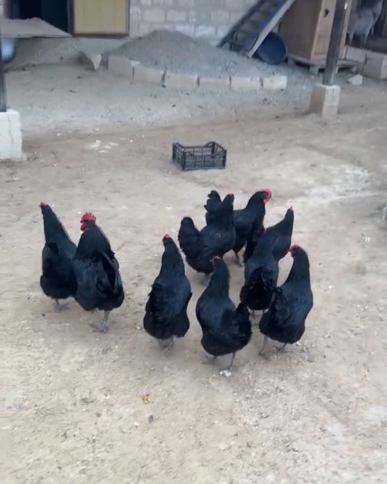 Продается курица