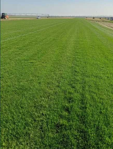 Gazonul Rulou Premium - Perfect pentru Casa Ta!