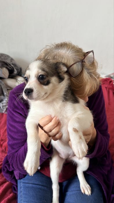 Adoptie - pui de catel , talie mica