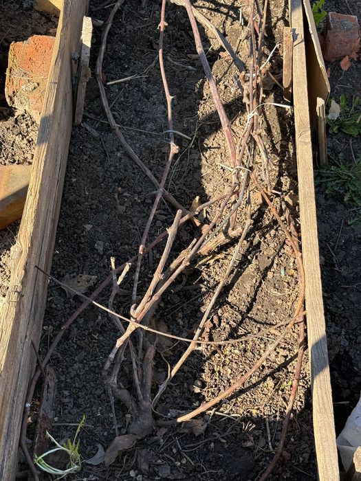 Продам саженцы винограда