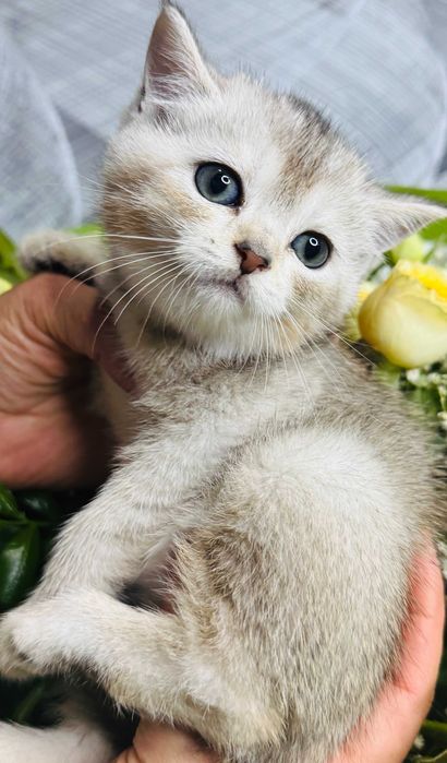 шиншилла плюшевые малыши