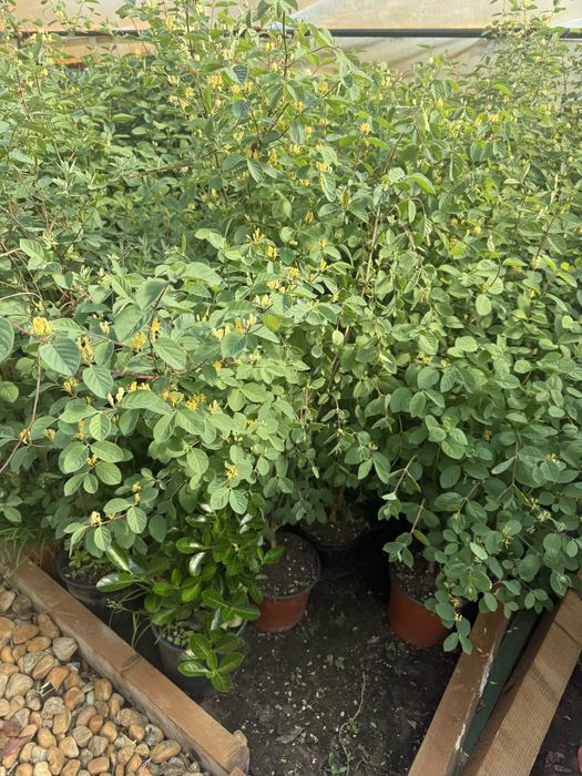 Caprifoi tataresc 1m la ghiveci