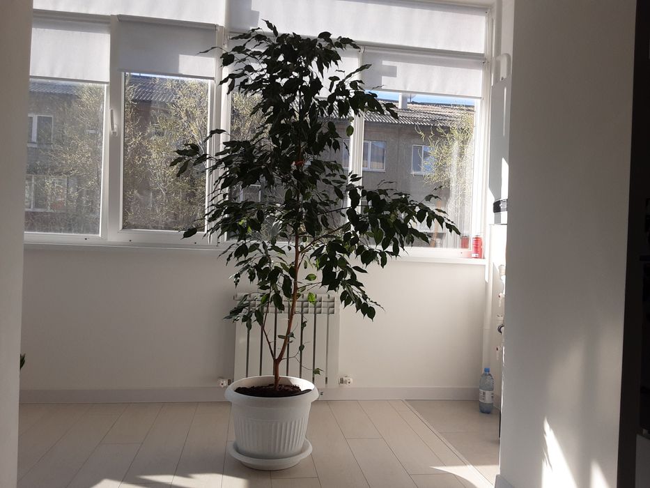 Комнатные растения