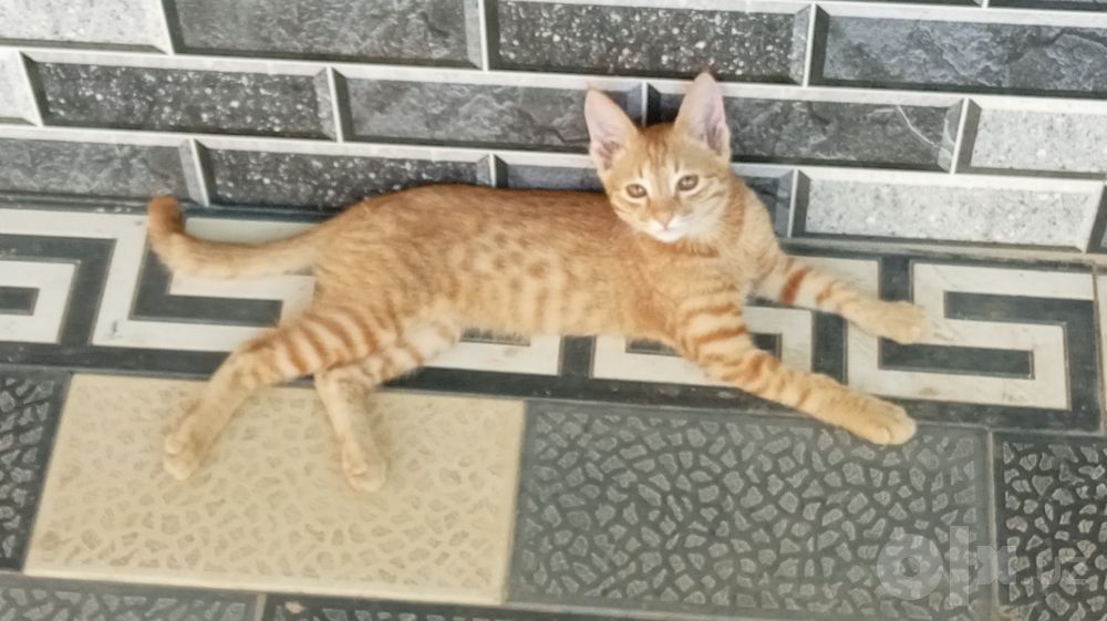 Tekinga mushuk beriladi