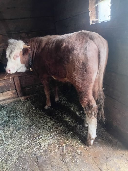 Taurus baltata romaneasca