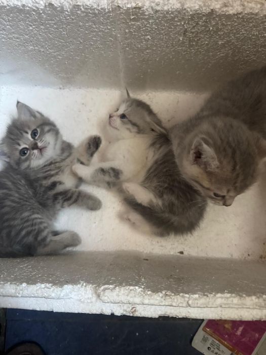 Котята британки короткошерстной