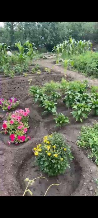 Продам Дачу можно обмен