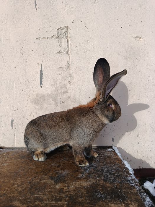 Masculi uriaș german