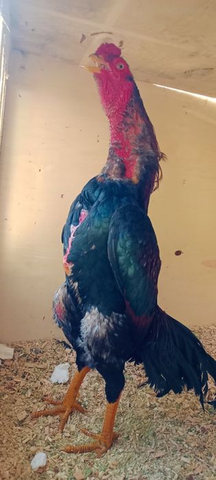 Продам Дакан июн