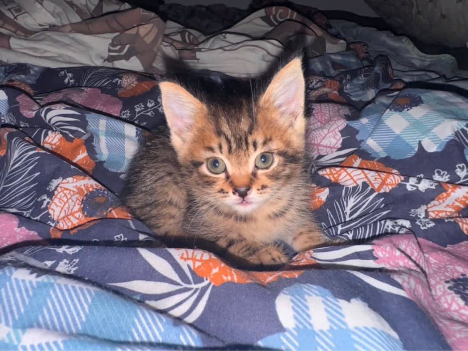 Котенок девочка