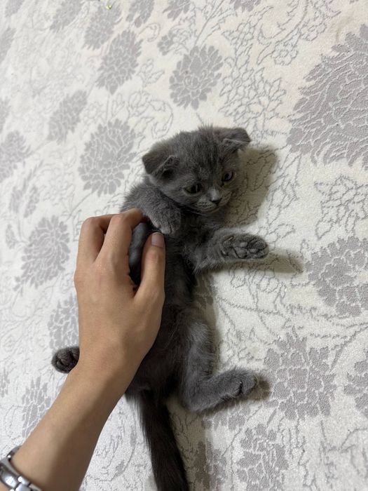 Котенок на продажу