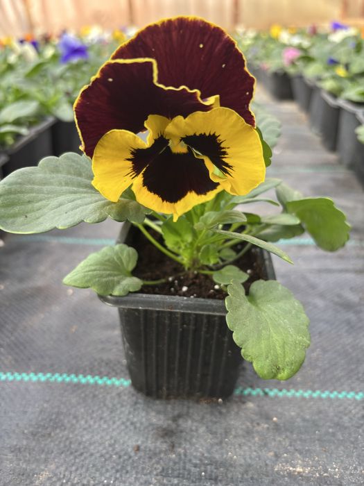 Едроцветни теменужки