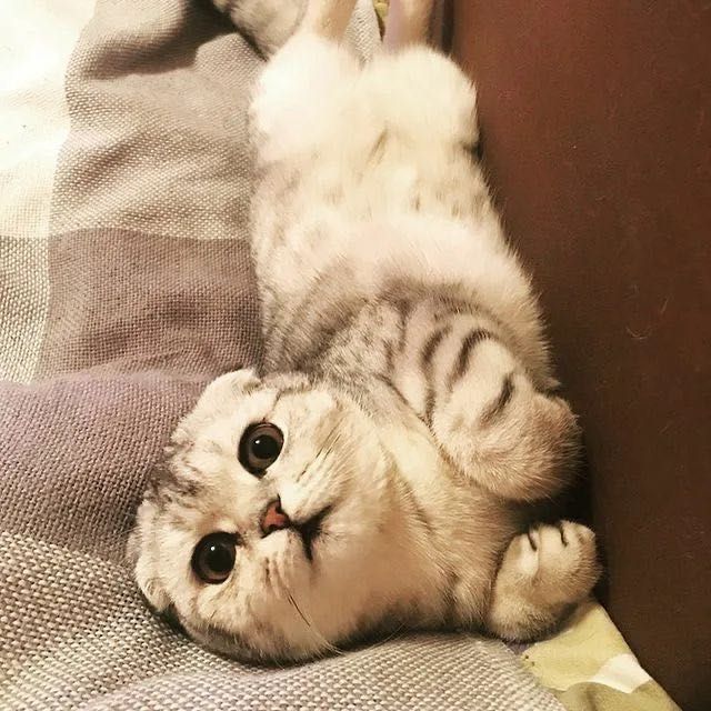 котята скоттиш- страйт, скоттиш-фолд !