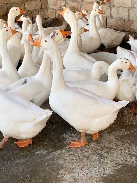 Gâște, un an, de vânzare