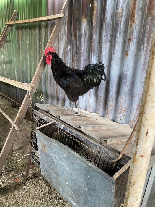 Куры разных пород