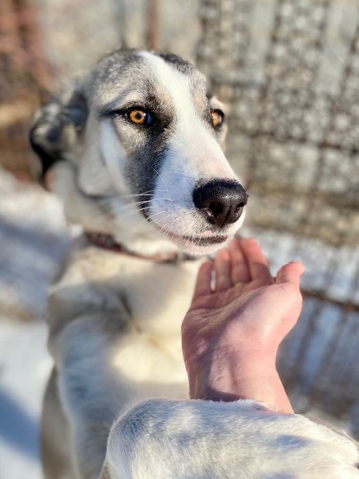 Собака в добрые руки