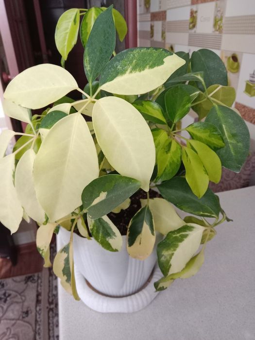 Шеффлеру цветок продам