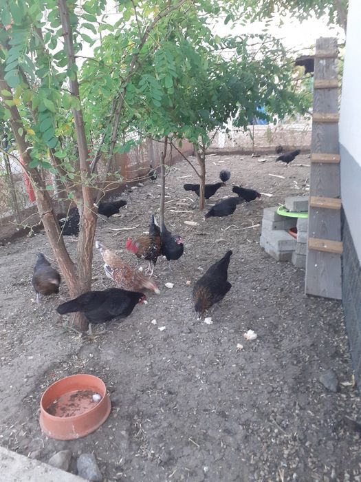 Famili de liliputi