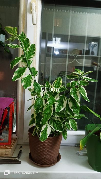 Сатылады 15.000тг