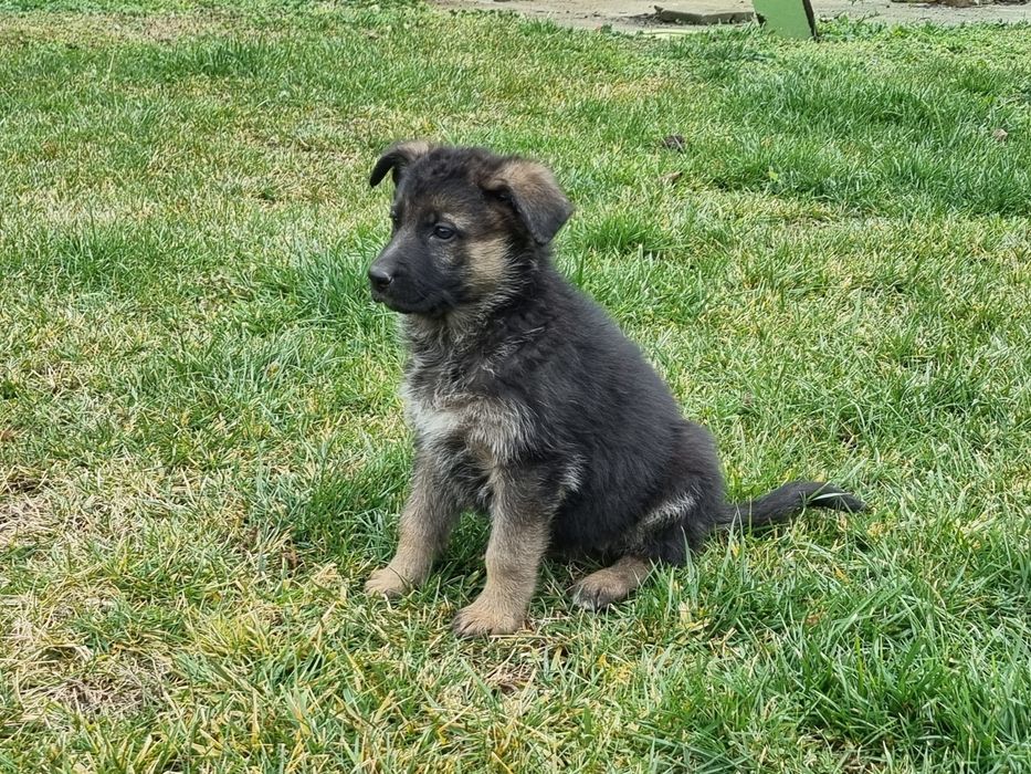 Малки немски овчарки