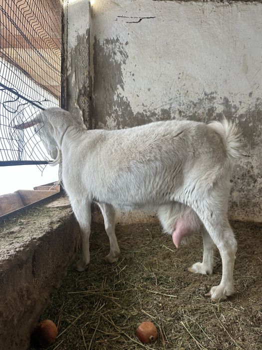 Sog’in echki sotiladi 4 litr sut beradi