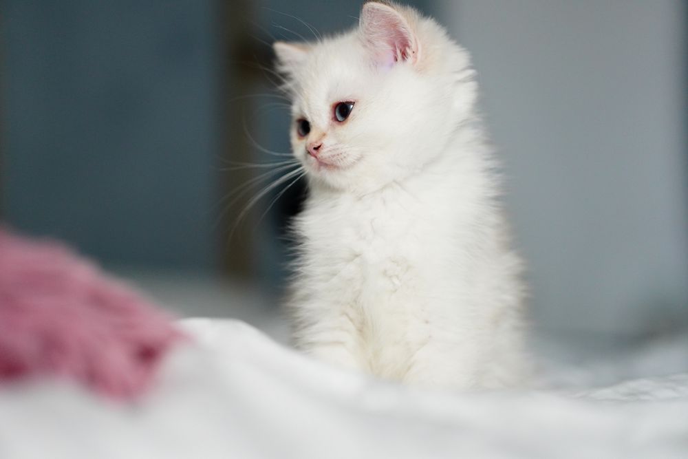 British Shorthair cu pedigree / femela