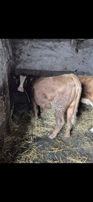 Juridica juninca de un an jumătate vitea