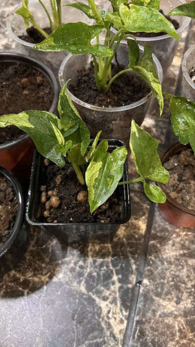 Сингониум зеленая стрела