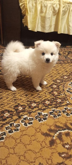 Мини шпиц померан много игриви