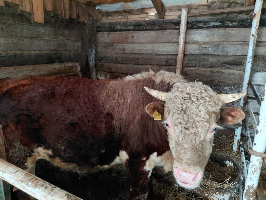 Племенной акбас 1 категория