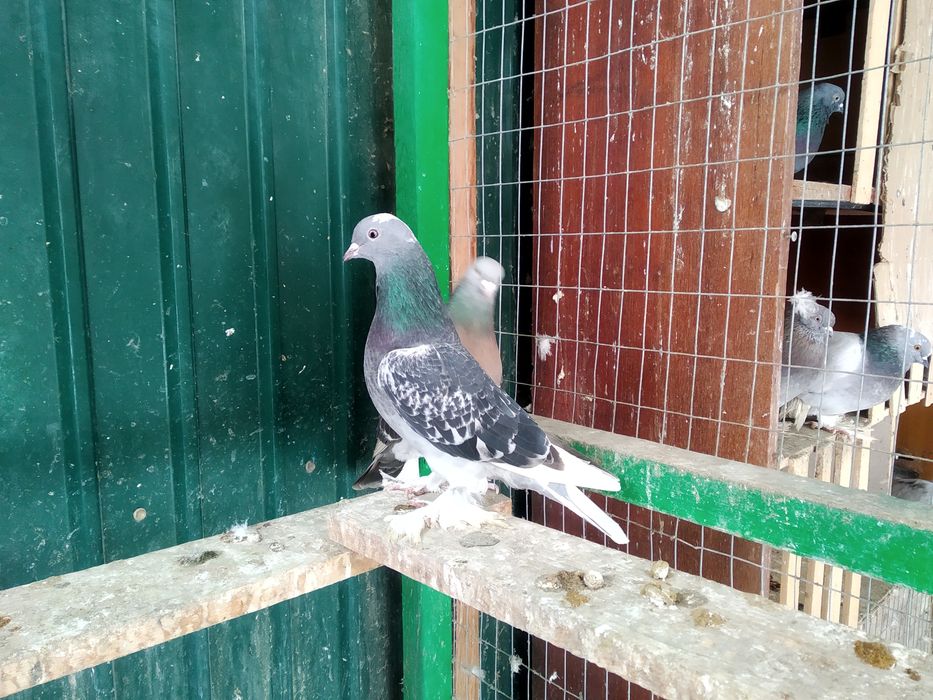 Голуби породы Такла