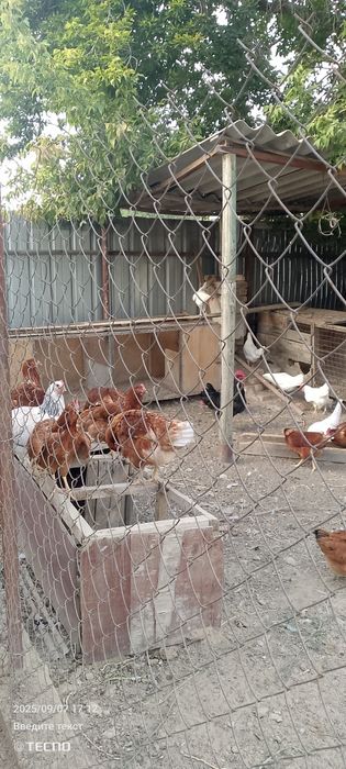 Продам курей и петухов